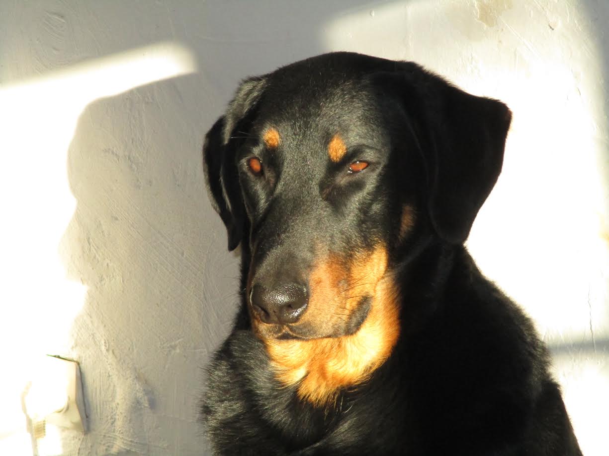 domainedelalicorne.fr photo chien beauceron photo chiot beauceron Elevage de beauceron chiot beauceron pure race élevage du clos de la licorne elevage des gardiens de la licorne elevage beauceron noir et feu authentique gros gabarits élevage de Beauceron familial sérieux et qualité domainedelalicorne.fr suivi des chiots conseil d’éducation chiot propre bas rouge santé caractère spécialiste du beauceron noir et feu ou arlequin chien rustique berger de France  nos chiots sont élevés avec amour et attention notre passion au service de la qualité Beauceron de qualité et sportif domaine de la licorne 04380 BARRAS élevage en liberté éleveur berger de beauce élevage de beauceron de travail 06 11 20 51 93 site domainedelalicorne.fr mail domainedelalicorne@gmail.com